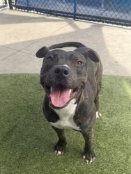 Shelter Stray Male Dog last seen SW 288TH ST & SW 150TH AVE, 3599 NW 79th Ave, Doral, FL 33122, USA