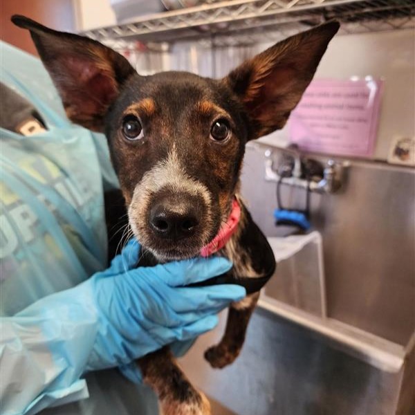 Shelter Stray Female Dog last seen PYRON & S FLORES, 4710 TX-151, San Antonio, TX 78227, USA