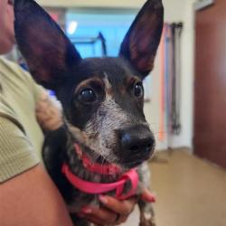 Shelter Stray Female Dog last seen PYRON & S FLORES, 4710 TX-151, San Antonio, TX 78227, USA