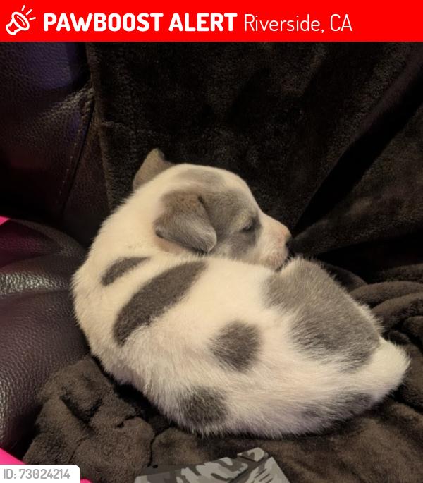 Lost Male Dog last seen Van Buren Blvd. And Lincoln Ave , Riverside, CA 92503