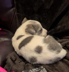 Lost Male Dog last seen Van Buren Blvd. And Lincoln Ave , Riverside, CA 92503