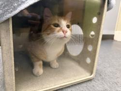 Shelter Stray Male Cat last seen Near BLOCK SE 161ST ST, RENTON WA 98058, 21615 64th Ave S, Kent, WA 98032, USA