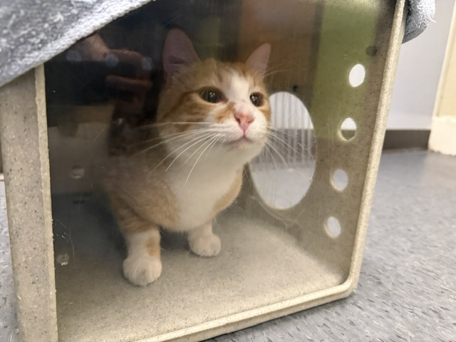 Shelter Stray Male Cat last seen Near BLOCK SE 161ST ST, RENTON WA 98058, 21615 64th Ave S, Kent, WA 98032, USA