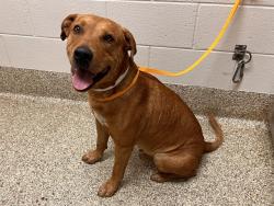Shelter Stray Male Dog last seen Near BLOCK BUTTERMILK CIR, COLORADO SPRINGS CO 80918, 610 Abbot Ln, Colorado Springs, CO 80905, USA