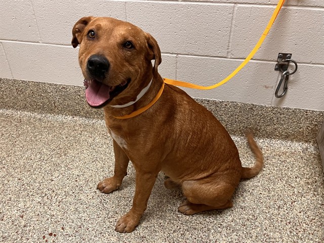 Shelter Stray Male Dog last seen Near BLOCK BUTTERMILK CIR, COLORADO SPRINGS CO 80918, 610 Abbot Ln, Colorado Springs, CO 80905, USA