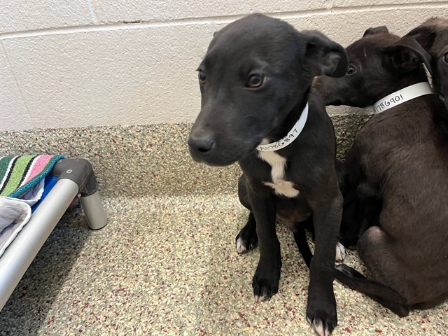 Shelter Stray Male Dog last seen Near BLOCK ARROWSWEST DR, COLORADO SPRINGS CO 80907, 610 Abbot Ln, Colorado Springs, CO 80905, USA