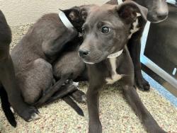 Shelter Stray Male Dog last seen Near BLOCK ARROWSWEST DR, COLORADO SPRINGS CO 80907, 610 Abbot Ln, Colorado Springs, CO 80905, USA
