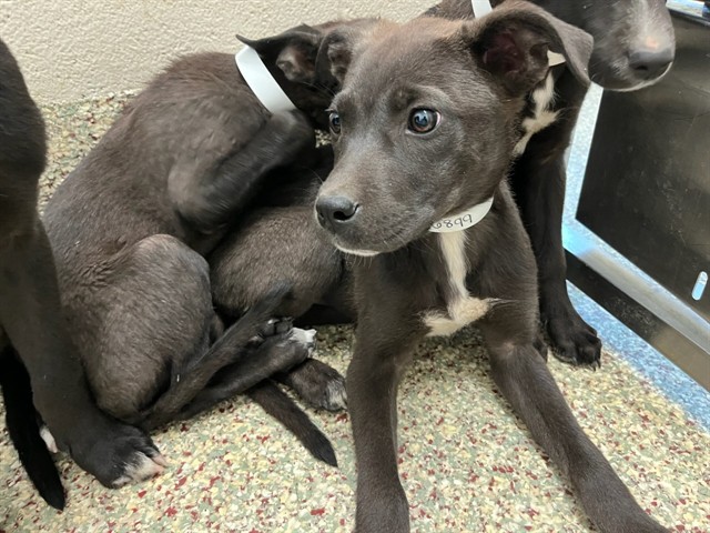 Shelter Stray Male Dog last seen Near BLOCK ARROWSWEST DR, COLORADO SPRINGS CO 80907, 610 Abbot Ln, Colorado Springs, CO 80905, USA