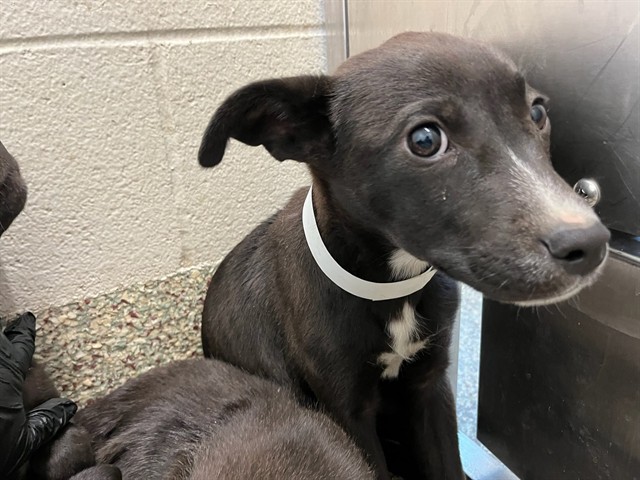 Shelter Stray Female Dog last seen Near BLOCK ARROWSWEST DR, COLORADO SPRINGS CO 80907, 610 Abbot Ln, Colorado Springs, CO 80905, USA