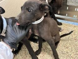 Shelter Stray Male Dog last seen Near BLOCK ARROWSWEST DR, COLORADO SPRINGS CO 80907, 610 Abbot Ln, Colorado Springs, CO 80905, USA