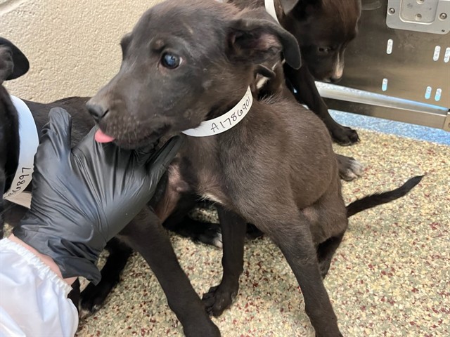 Shelter Stray Male Dog last seen Near BLOCK ARROWSWEST DR, COLORADO SPRINGS CO 80907, 610 Abbot Ln, Colorado Springs, CO 80905, USA