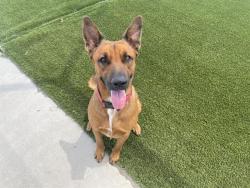 Shelter Stray Male Dog last seen WRIGHT & SUNNY OAK, 11232 B Ave, Auburn, CA 95603, USA