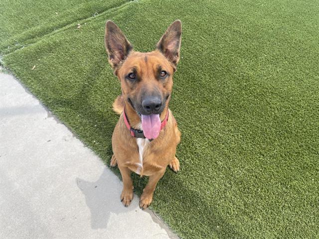 Shelter Stray Male Dog last seen WRIGHT & SUNNY OAK, 11232 B Ave, Auburn, CA 95603, USA