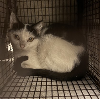 Shelter Stray Unknown Cat last seen , 11361 W Pico Blvd, Los Angeles, CA 90064, USA