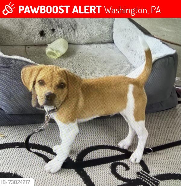 Lost Male Dog last seen Near Sabino Drive Washington PA 15301, Washington, PA 15301