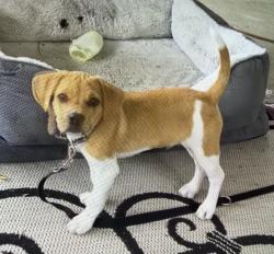 Lost Male Dog last seen Near Sabino Drive Washington PA 15301, Washington, PA 15301