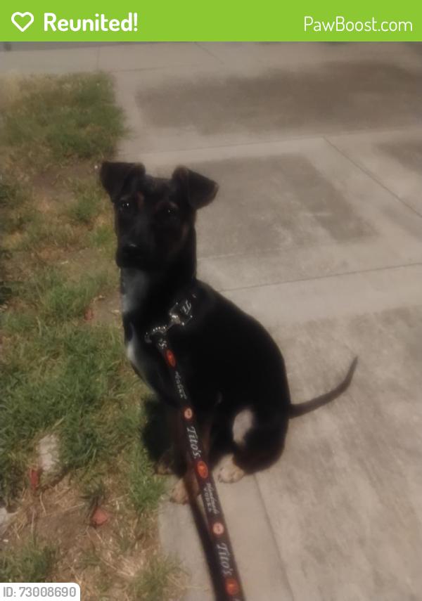 Reunited Female Dog last seen Colleen Dr, San Jose, CA 95123, USA, San Jose, CA 95123