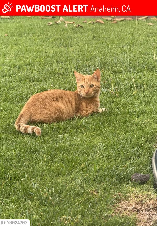 Lost Male Cat last seen Lincoln and brookhurts, Anaheim, CA 92801