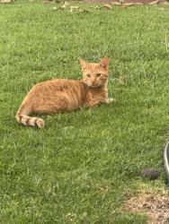 Lost Male Cat last seen Lincoln and brookhurts, Anaheim, CA 92801