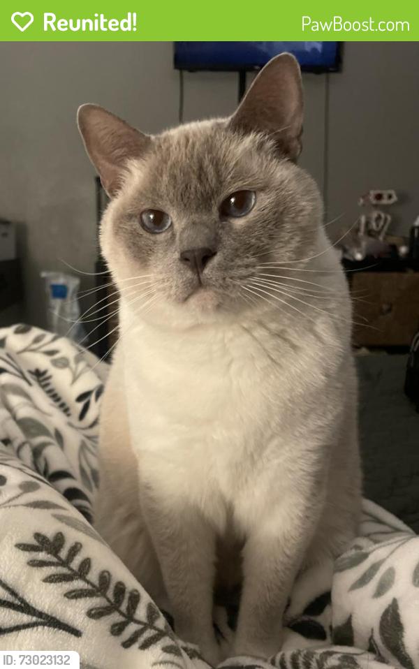 Reunited Male Cat last seen Near Sunnyside Drive, Virginia Beach, VA 23464