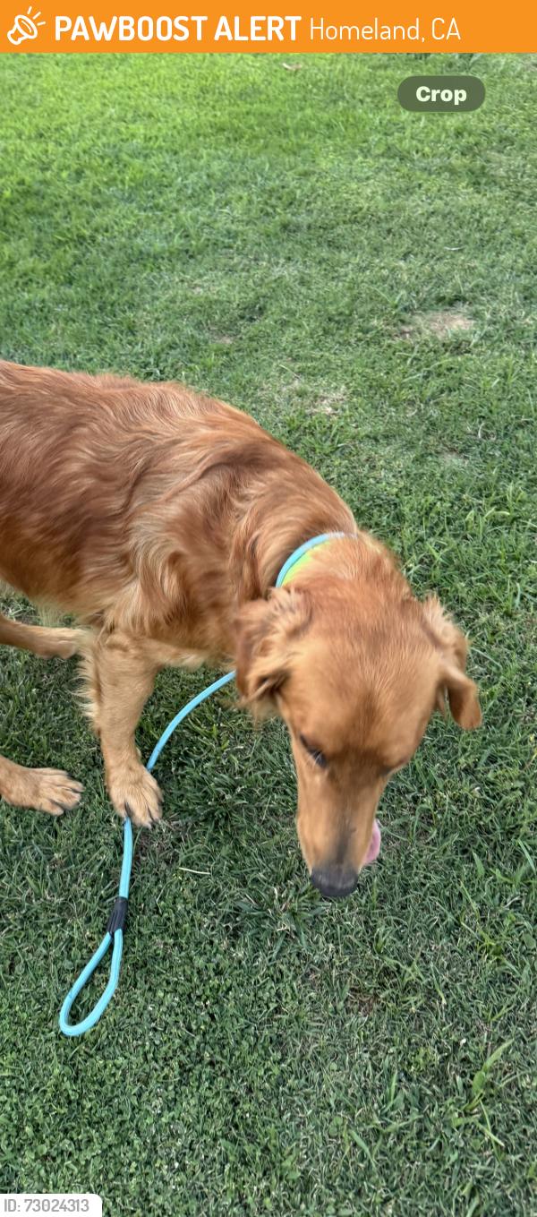 Found/Stray Unknown Dog last seen Hwy 74, Homeland, CA 92548