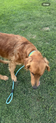 Found/Stray Unknown Dog last seen Hwy 74, Homeland, CA 92548
