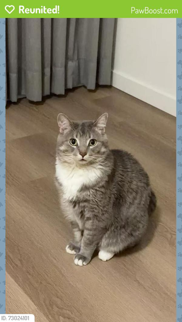Reunited Male Cat last seen Near 165 street, Surrey, BC V3Z 1J9
