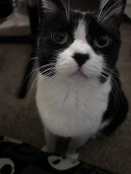 Reunited Male Cat last seen Folsom and valmont, Boulder, CO 80304