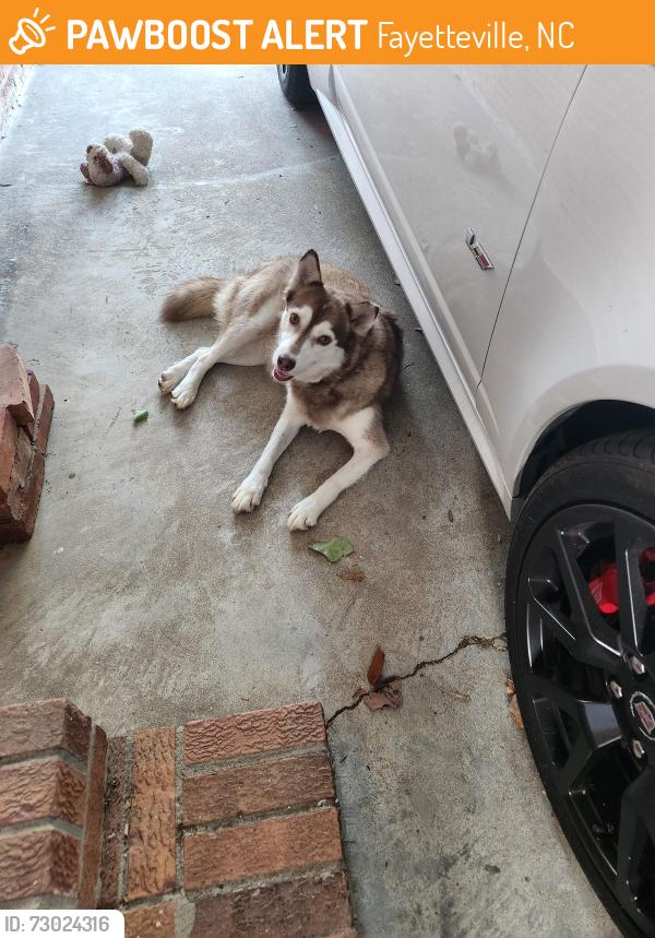 Found/Stray Female Dog last seen Drayton & Shannon, Fayetteville, NC 28303