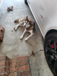 Found/Stray Female Dog last seen Drayton & Shannon, Fayetteville, NC 28303