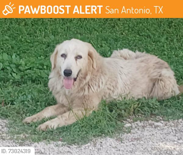 Found/Stray Female Dog last seen Pleasanton Rd and Mauermann Rd, San Antonio, TX 78221