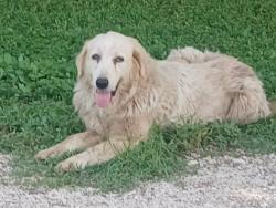 Found/Stray Female Dog last seen Pleasanton Rd and Mauermann Rd, San Antonio, TX 78221