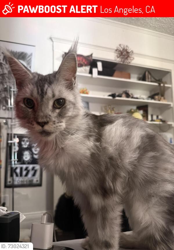 Lost Female Cat last seen Oak st. And 23rd , Los Angeles, CA 90007