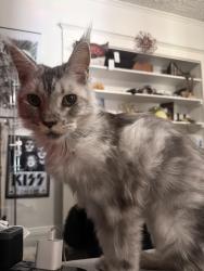 Lost Female Cat last seen Oak st. And 23rd , Los Angeles, CA 90007