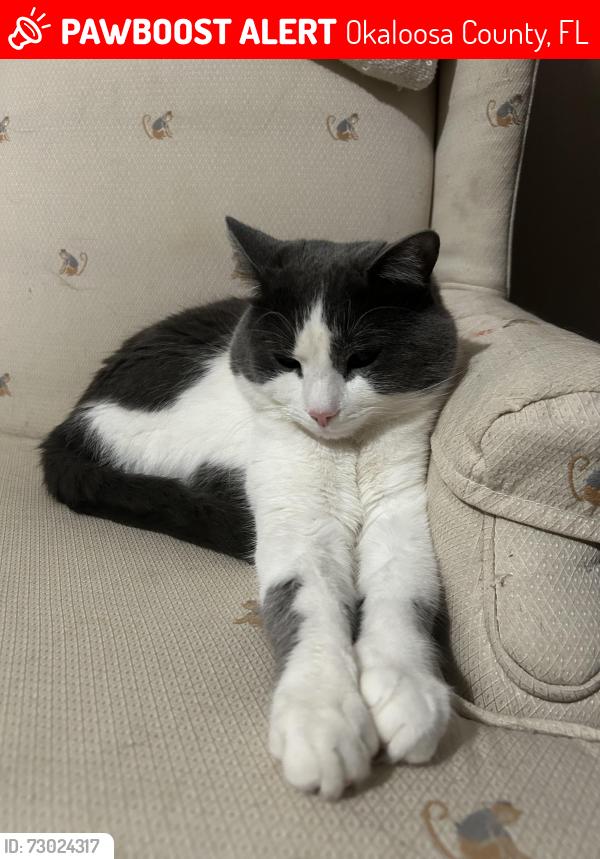 Lost Male Cat last seen  corner of mt olive rd and highway 90, Okaloosa County, FL 32539