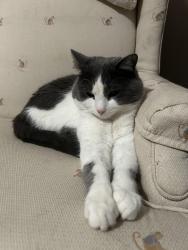 Lost Male Cat last seen  corner of mt olive rd and highway 90, Okaloosa County, FL 32539