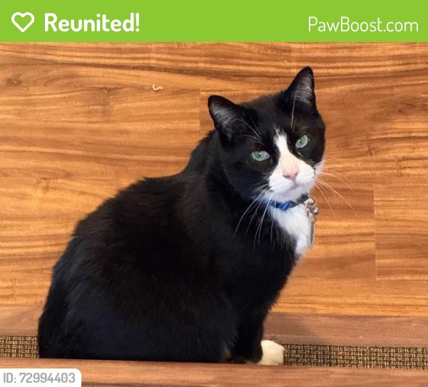 Reunited Male Cat last seen Maplested Ln and Penrose Rd, Richmond, VA 23235