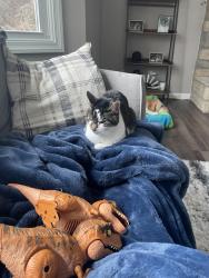 Lost Female Cat last seen Dustin Rd and Rome Corners, Galena, OH 43021