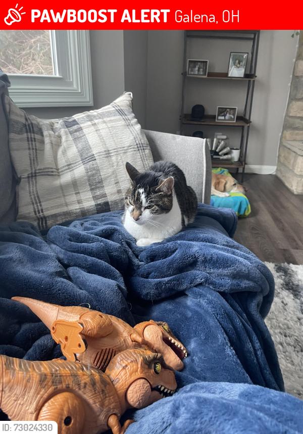 Lost Female Cat last seen Dustin Rd and Rome Corners, Galena, OH 43021