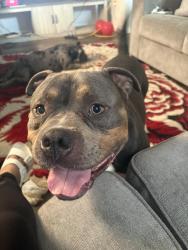 Reunited Male Dog last seen Pembroke ave &’ Taylor ave , Columbus, OH 43203