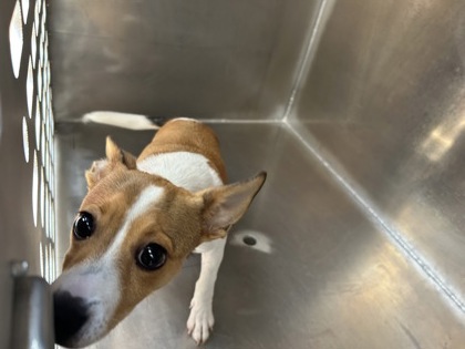 Shelter Stray Female Dog last seen Near Wildhaven Dr, North District, TX, 355 Hillshire Dr, Haslet, TX 76052, USA