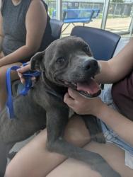 Shelter Stray Female Dog last seen W Bailey Boswell Rd, West District, TX, 355 Hillshire Dr, Haslet, TX 76052, USA