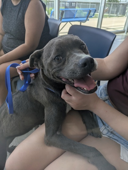 Shelter Stray Female Dog last seen W Bailey Boswell Rd, West District, TX, 355 Hillshire Dr, Haslet, TX 76052, USA