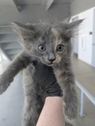 Shelter Stray Female Cat last seen Topsail DR, North District, TX, 355 Hillshire Dr, Haslet, TX 76052, USA