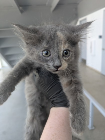 Shelter Stray Female Cat last seen Topsail DR, North District, TX, 355 Hillshire Dr, Haslet, TX 76052, USA