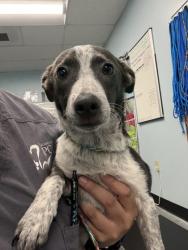 Shelter Stray Female Dog last seen LA GRAMA DR at W LA LOMA DR, Rancho Cordova, CA, 6201 Florin Perkins Rd, Sacramento, CA 95828, USA