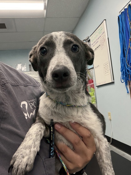 Shelter Stray Female Dog last seen LA GRAMA DR at W LA LOMA DR, Rancho Cordova, CA, 6201 Florin Perkins Rd, Sacramento, CA 95828, USA