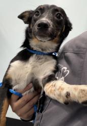 Shelter Stray Female Dog last seen LA GRAMA DR at W LA LOMA DR, Rancho Cordova, CA, 6201 Florin Perkins Rd, Sacramento, CA 95828, USA
