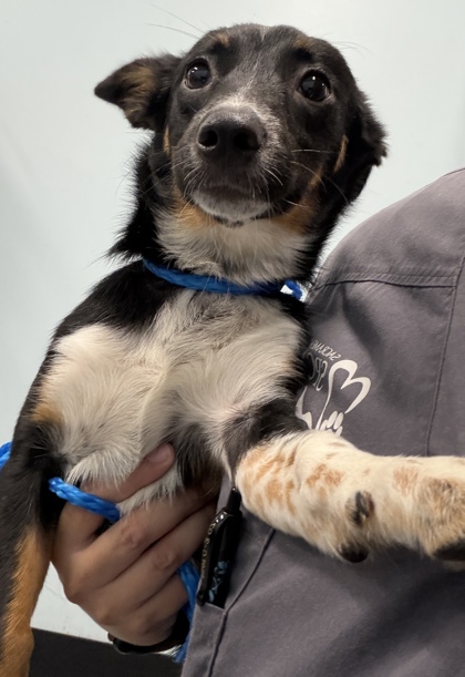Shelter Stray Female Dog last seen LA GRAMA DR at W LA LOMA DR, Rancho Cordova, CA, 6201 Florin Perkins Rd, Sacramento, CA 95828, USA