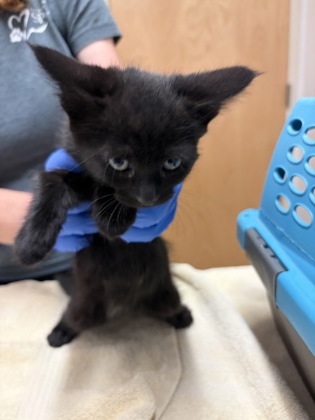 Shelter Stray Male Cat last seen Near Natoma Street, Folsom, CA, 6201 Florin Perkins Rd, Sacramento, CA 95828, USA